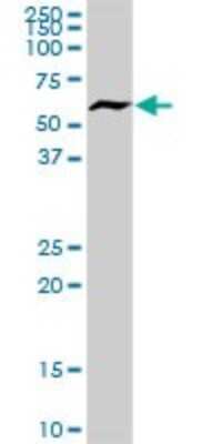 Western Blot: csl/RBPJK Antibody [H00003516-D01P]