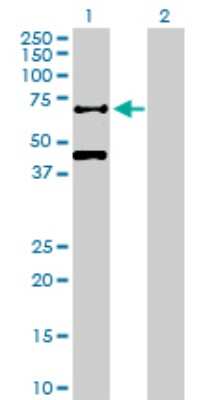 Western Blot: csl/RBPJK Antibody [H00003516-D01P]