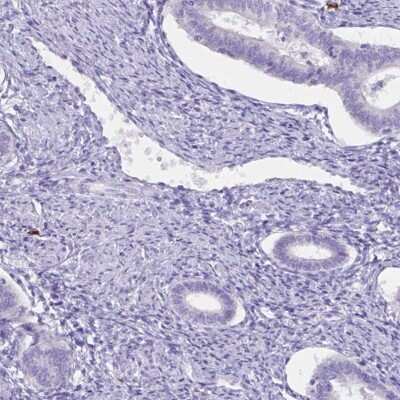 Immunohistochemistry-Paraffin: cystatin 11 Antibody [NBP2-31559]
