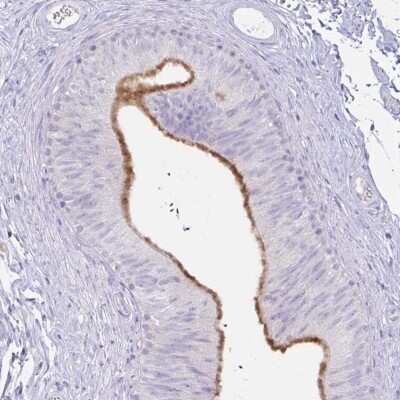 Immunohistochemistry-Paraffin: cystatin 11 Antibody [NBP2-31559]