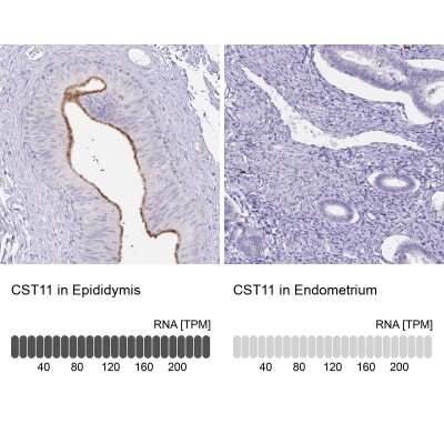 Immunohistochemistry-Paraffin: cystatin 11 Antibody [NBP2-31559]