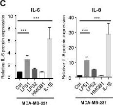 Detection of Human Human IL-8/CXCL8 Quantikine ELISA Kit by ELISA