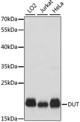 Western Blot: dUTPase AntibodyAzide and BSA Free [NBP2-92887]