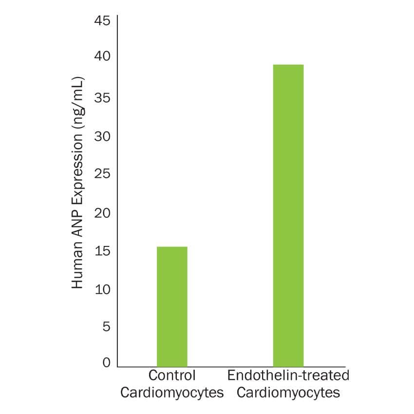 Quantification of Atrial Natriuretic Peptide in Endothelin-treated Cardiomyocytes using the Human NT-ProANP Quantikine ELISA