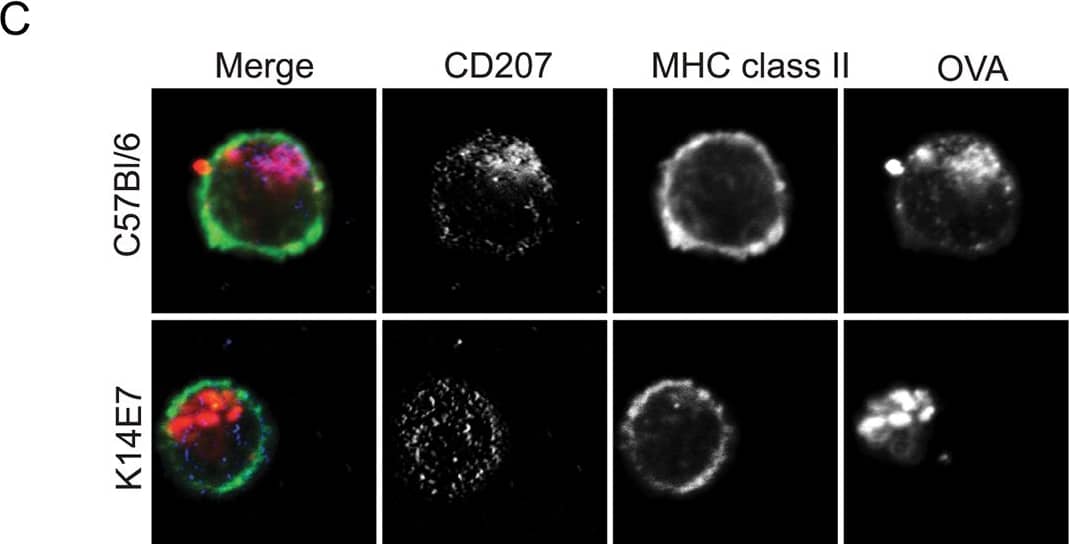Langerin/CD207 Antibody (929F3.01)