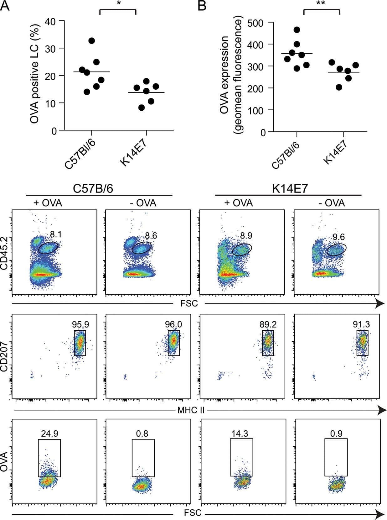 Langerin/CD207 Antibody (929F3.01)