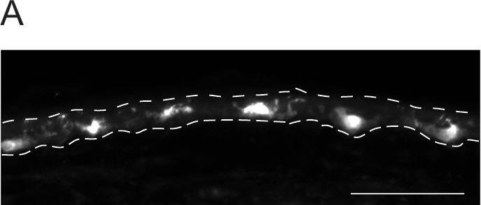 Langerin/CD207 Antibody (929F3.01)