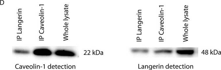 Langerin/CD207 Antibody (DCGM4/122D5)