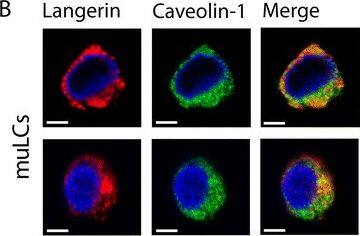 Langerin/CD207 Antibody (DCGM4/122D5)