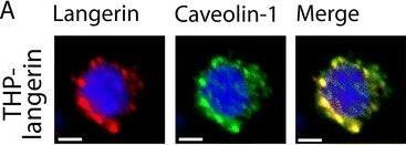 Langerin/CD207 Antibody (DCGM4/122D5)