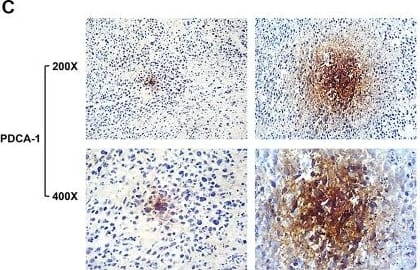 BST2 Antibody (120G8.04) - Azide and BSA Free