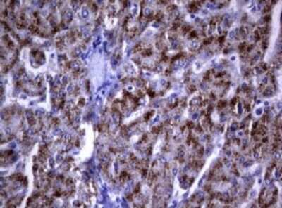 Immunohistochemistry: dedicator of cytokinesis 8 Antibody (OTI12D7) [NBP2-46470]