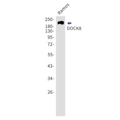 Western Blot: dedicator of cytokinesis 8 Antibody (S04-3E6) [NBP3-19621]