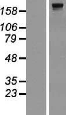 Western Blot: dedicator of cytokinesis 8 Overexpression Lysate [NBP2-04554]