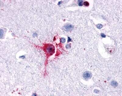 Immunohistochemistry-Paraffin: delta Opioid R/OPRD1 Antibody - BSA Free [NLS222]