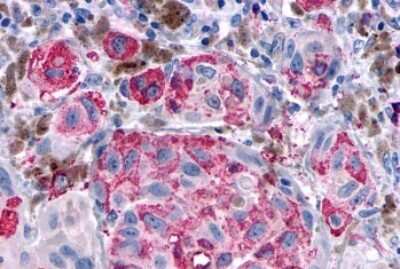 Immunohistochemistry-Paraffin: delta Opioid R/OPRD1 Antibody - BSA Free [NLS222]