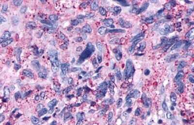 Immunohistochemistry-Paraffin: delta Opioid R/OPRD1 Antibody - BSA Free [NLS222]