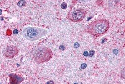 Immunohistochemistry-Paraffin: delta Opioid R/OPRD1 Antibody - BSA Free [NLS222]