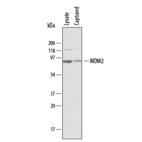 Specificity of Human Total MDM2 Duoset IC ELISA is shown by Western blot.