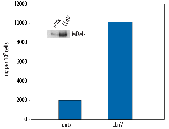 Amounts of MDM2, as quantified by the Human Total MDM2 Duoset IC ELISA, are consistent with the relative levels of MDM2 determined by qualitative Western blot analysis.