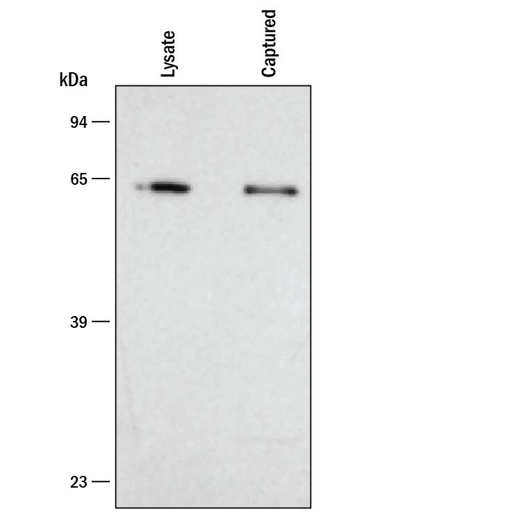 Specificity of Human Total HSP60 DuoSet IC ELISA is Shown by Western Blot.