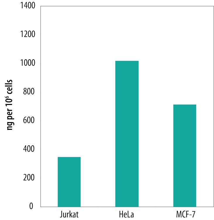 Quantifications of HSP60 in Human Cell Lysates.