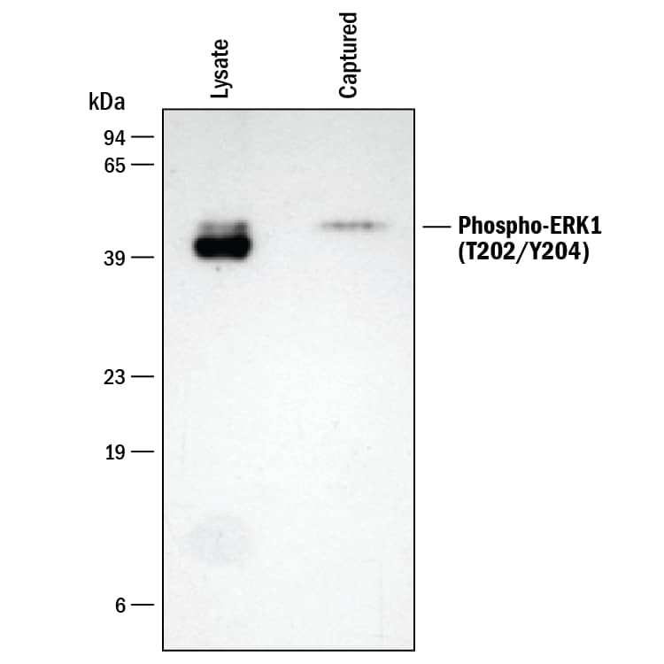 Specificity of Human/Mouse/Rat Phospho-ERK1 (T2002/Y204) DuoSet IC ELISA is Shown by Western Blot.