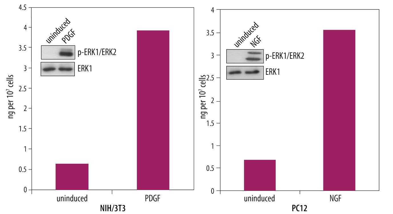 Quantification of Phosphorylated ERL1 in Growth Factor-treated Mouse and Rat Cells.