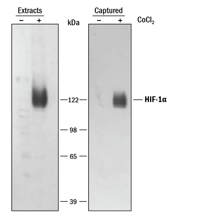 Specificity of Human/Mouse HIF-1 alpha DuoSet IC ELISA is shown by Western Blot