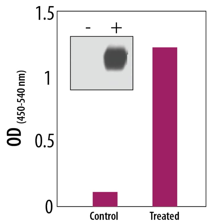 HIF-1 alpha, as Quantified by the Human/Mouse Total HIF-1 alpha DuoSet IC ELISA