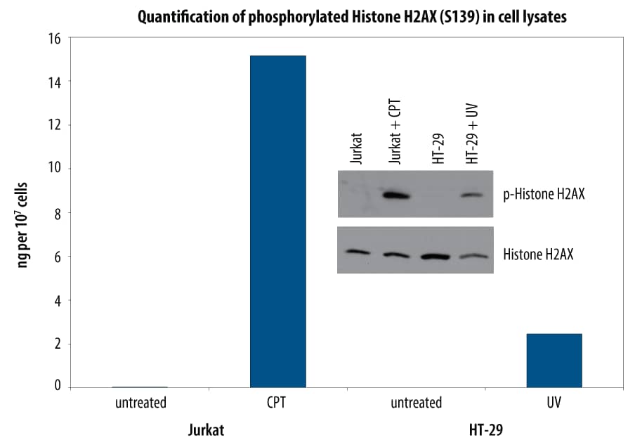 The Human Phospho-Axl DuoSet IC ELISA detects ligand-induced Axl tyrosine phosphorylation.