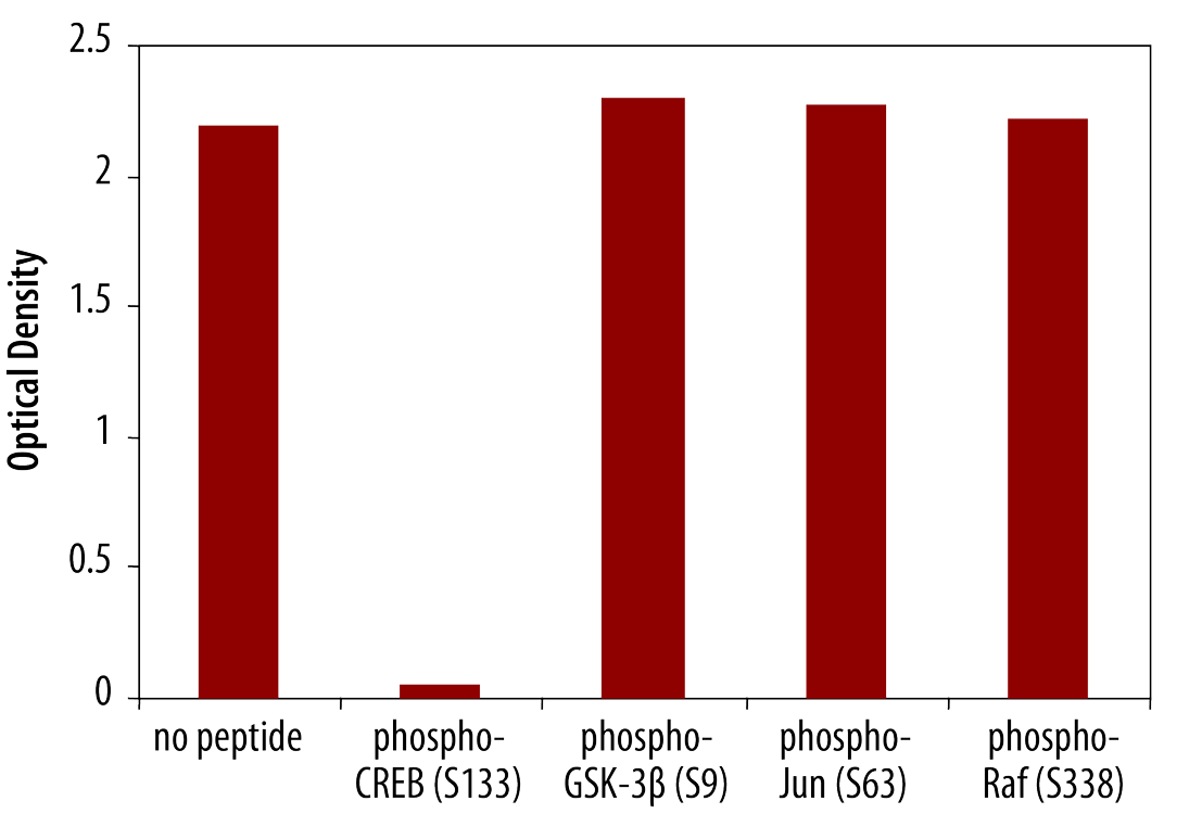 Specificity of Human/Mouse/Rat Phospho-CREB (S133) DuoSet IC ELISA Shown by Peptide Competition.
