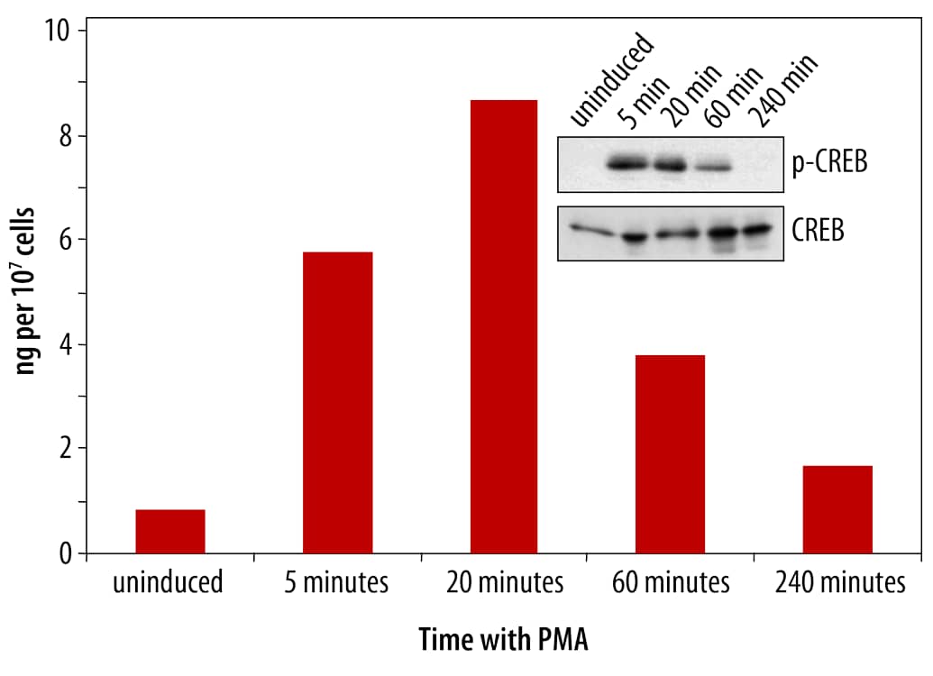 Quantification of Phosphorylated CREB in PMA-treated Human HeLa Cells.
