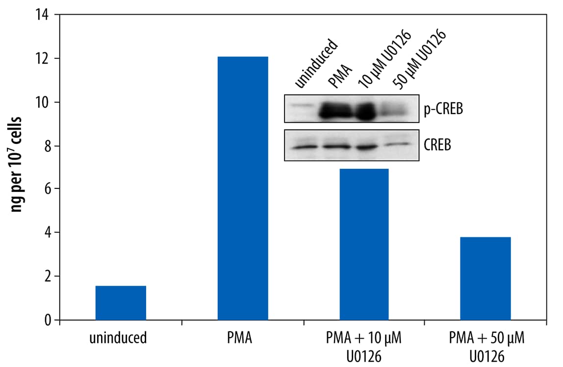 Quantification of Phosphorylated CREB in U0126-treated HeLa Cells.