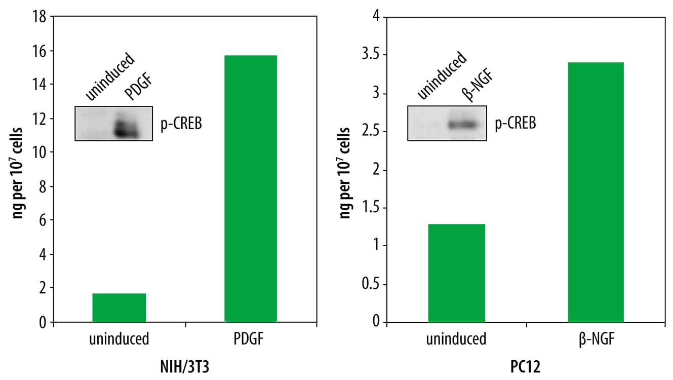 Quantification of Phosphorylated CREB in Growth Factor-treated Mouse and Rat Cells.