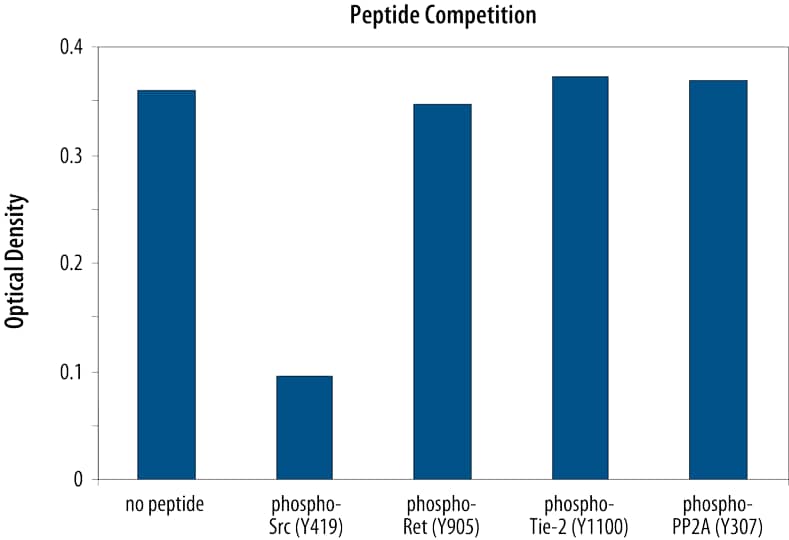 The Human Phospho-Src (Y419) DuoSet® IC ELISA specifically recognizes human Src phosphorylated at Y419 as determined by peptide competition.