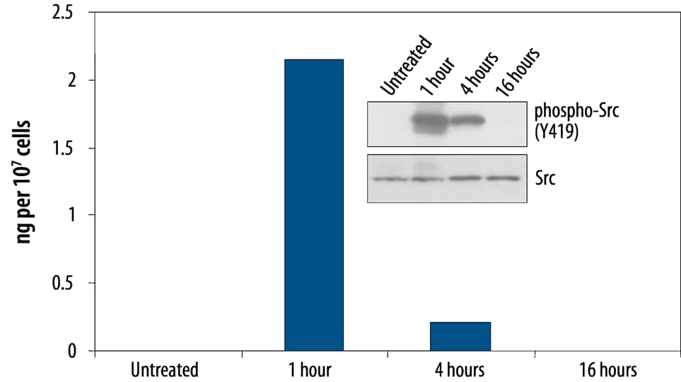 Amounts of human phosphorylated Src, as quantified by the Human Phospho-Src (Y419) DuoSet® IC ELISA, are consistent with the relative amounts of phosphorylated Src determined by qualitative Western Blot analysis.