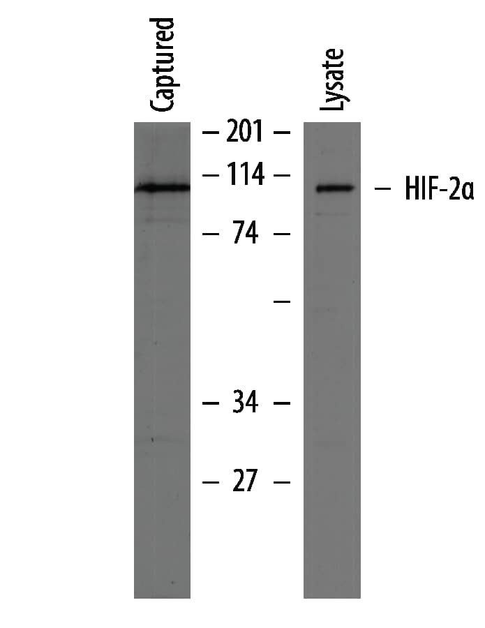 Total HIF-2 alpha Detection in HepG2 Cell Lysate.