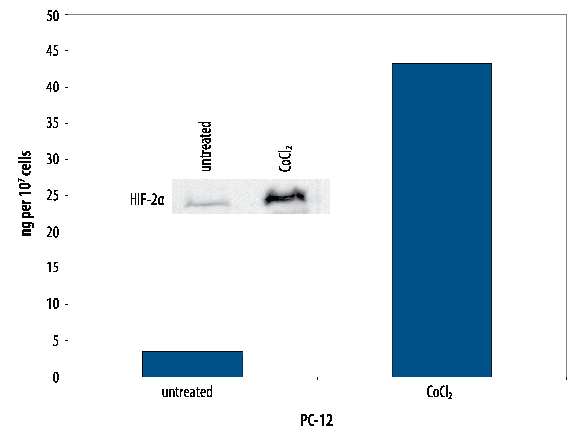Total HIF-2 alpha/EPAS1 Detection in PC-12 Cell Lysate.
