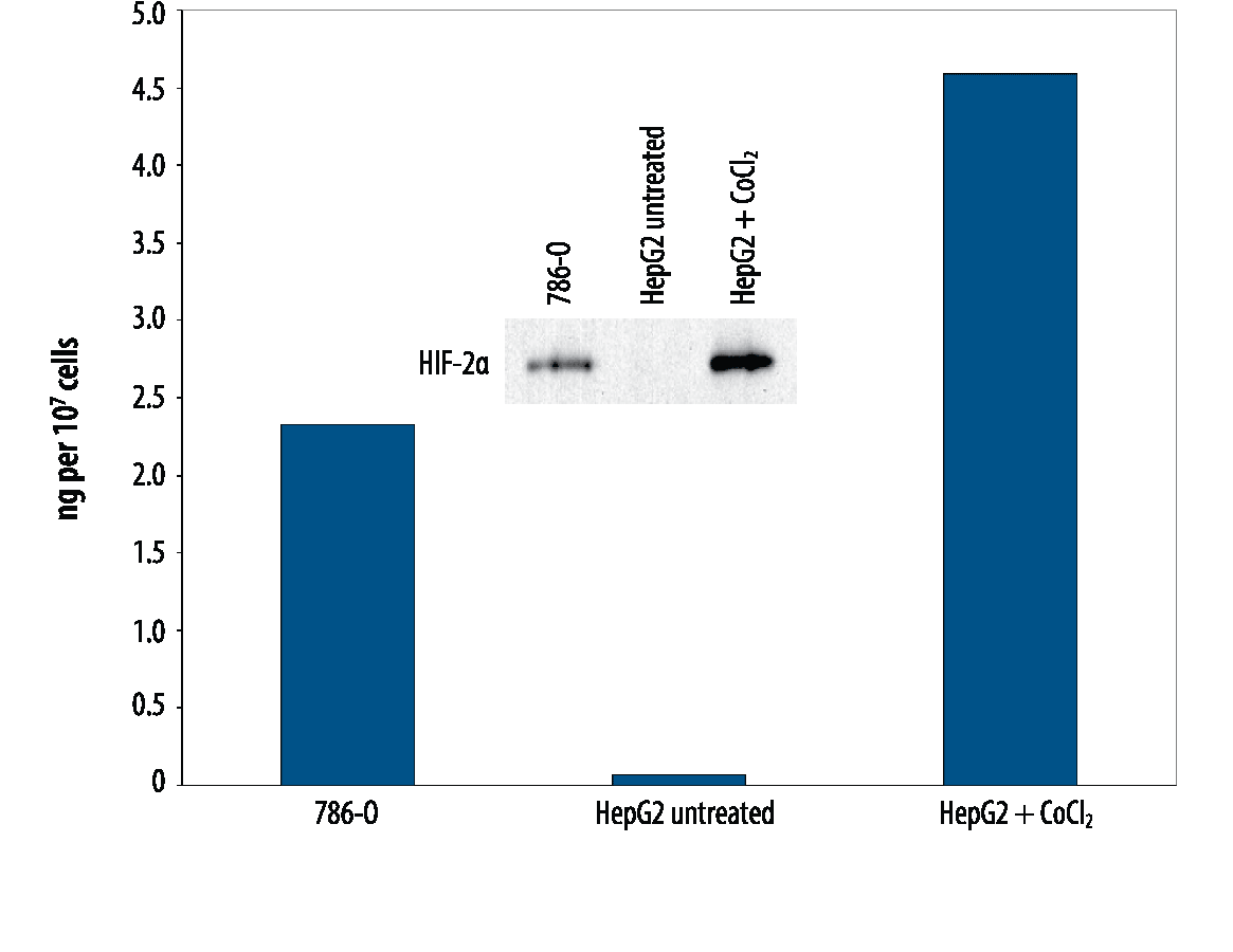 Total HIF-2 alpha/EPAS1 Detection in 786-O and HepG2 Cell Lysate.