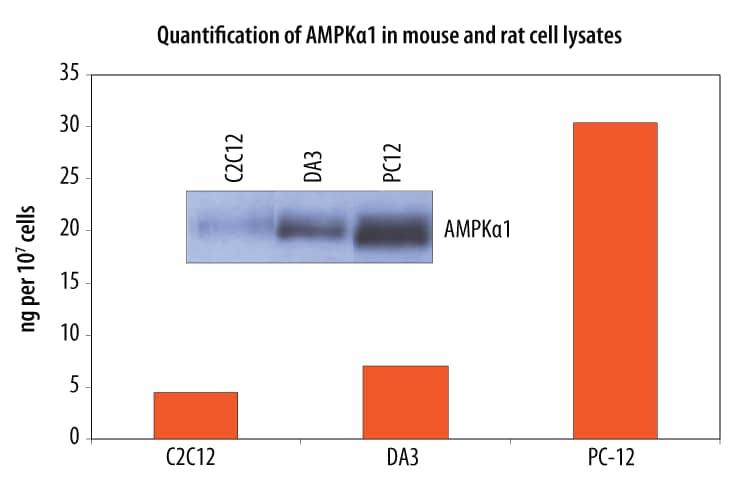 Quantification of AMPK alpha alpha1 in mouse and rat cell lysates.
