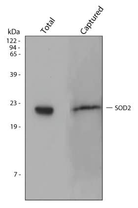 Detection of SOD2/Mn-SOD in HepG2 Cell Line Lysate.