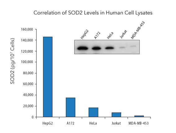 Detection of SOD2/Mn-SOD in Cancer Cell Lysate.