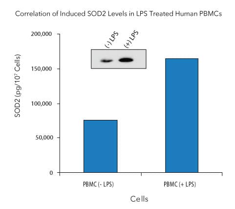 Detection of SOD2/Mn-SOD in Human PBMC Lysate.