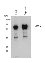 The Human/Mouse Total COX-2 DuoSet IC ELISA specifically recognizes total COX-2, as shown by Western blot.