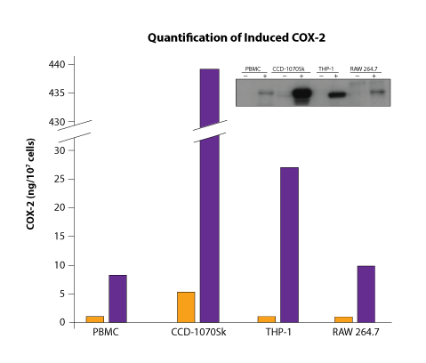 Quantification of induced COX-2.