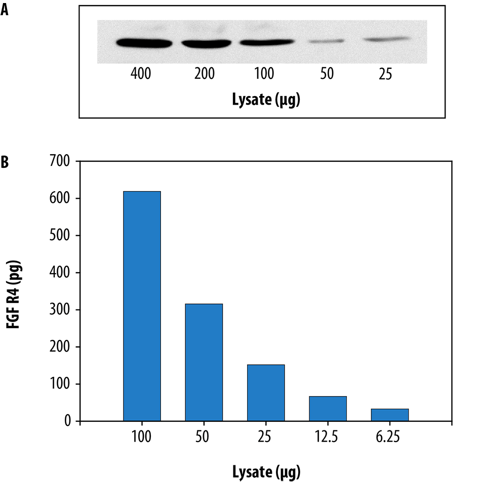 The Human Total FGF R4 DuoSet&#174; IC ELISA is more sensitive than immunoprecipitation (IP)-Western blot analysis.