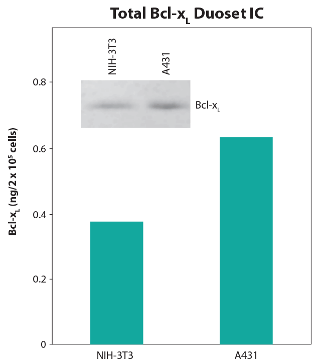 Amounts of Bcl-xL, as measured by the Human/Mouse Total Bcl-xL DuoSet® IC ELISA, are consistent with the relative amounts of human and mouse Bcl-xL determined by qualitative Western Blot analysis.