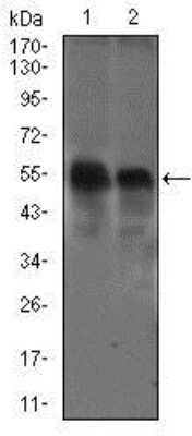 Western Blot: dynactin 4 Antibody (3G9D7)BSA Free [NBP2-37399]