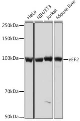 Western Blot: eEF-2 Antibody (4E2Z5) [NBP3-16866]